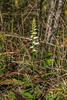 Spiranthes ochroleuca (Yellow Ladies'-tresses orchid)