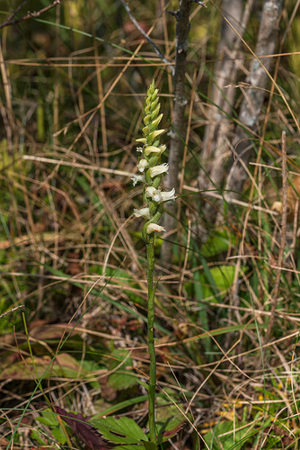 Spiranthes ochroleuca (Yellow Ladies'-tresses orchid)