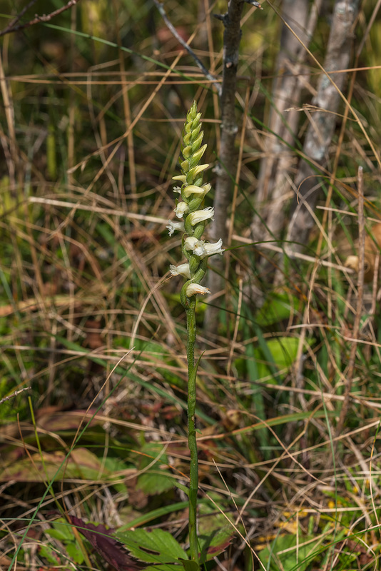 Spiranthes ochroleuca (Yellow Ladies'-tresses orchid)