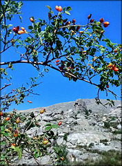 Rosehips