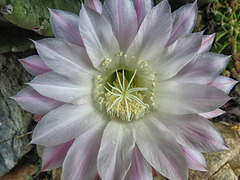 Easter Lily Cactus Bloom
