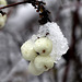 Snowberries and Snow