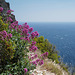 Centranthus ruber, Alfinetes, Cuidado-dos-homens, Valerianaceae, Cassis FR