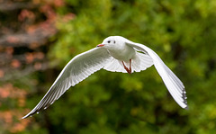 Gull in flight6