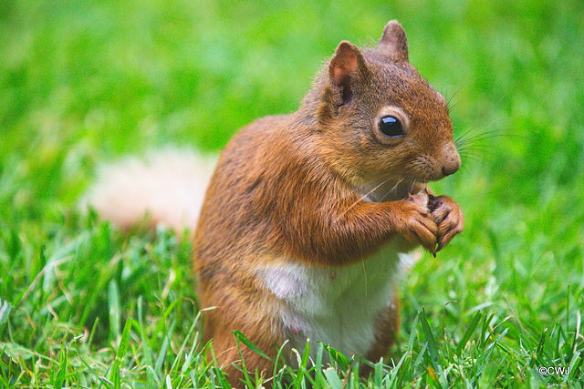 Blondie lunching on the lawn