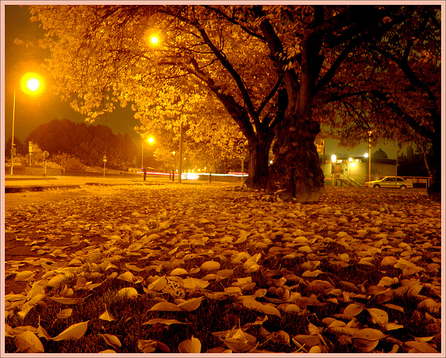 Autumn night