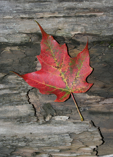 45/50 maple leaf, feuille d'érable