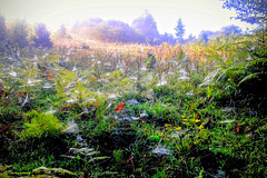 September morning in the uncut meadow