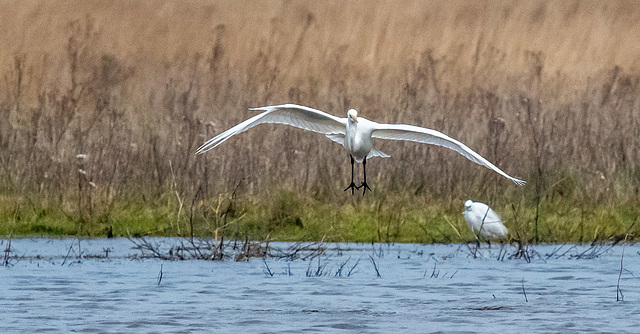 Great white egret with a little egret in the background