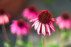 Rote Rudbeckia