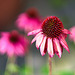 Rote Rudbeckia