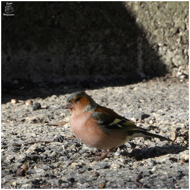 Un Pinson des Arbres (Fringilla coelebs) ...