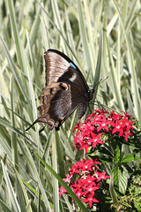 Ulysses Butterfly