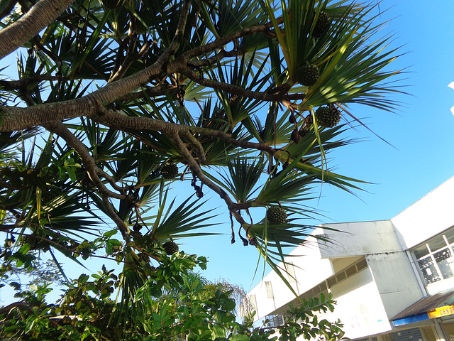 DSC06578 - pinhão-de-Madagascar Pandanus utilis, Pandanaceae