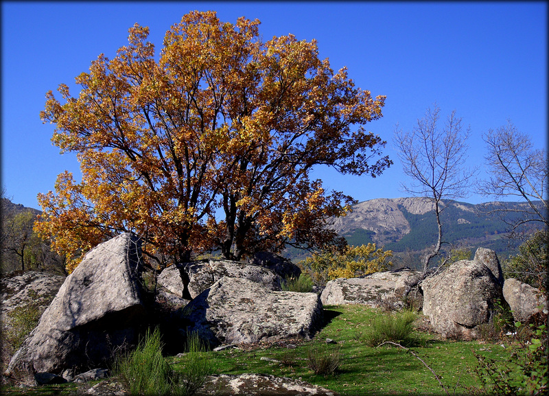 Autumn shot