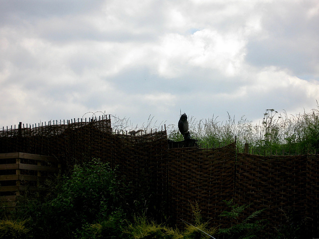 The Staffs and Worcs Canal near Ashwood Nursery