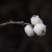 Snowberries and Frost