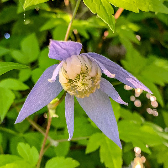 Alpina Gold Clematis