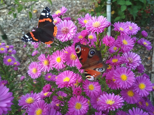 Schmetterlinge auf Herbstastern