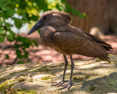 Hammerkop