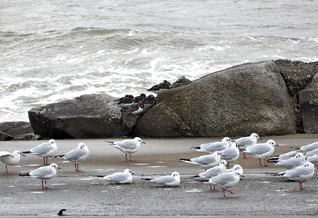 la vie est belle à la cantine de la mer, (voir note)