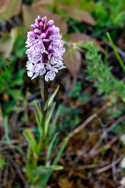 200603 Vallorbe orchidee