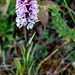 200603 Vallorbe orchidee