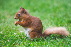 Blondie lunching on the lawn