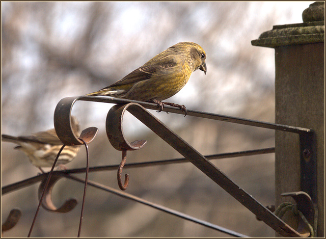 Red Crossbill, not very red