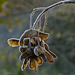 Frosted Sycamore seed cluster