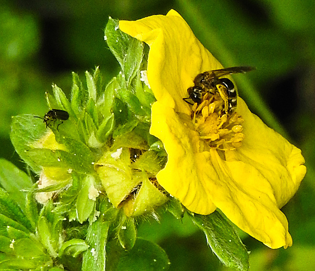 20230710 1683CPw [D~LIP] Fingerstrauch (Dasiphora fruticosa), Schmalbiene (Lasioglossum agg), Käfer, Bad Salzuflen