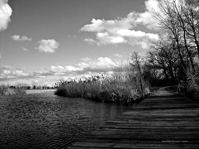 Wind in the Autumn Wetlands - Black and White