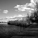 Wind in the Autumn Wetlands - Black and White