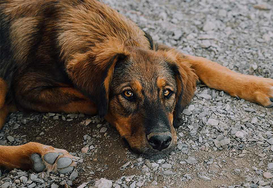 Adoptdontshop Gründe-für-Tierschutz-Adoption