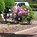 Roses At Rangiura Home .