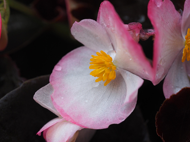 Begonia