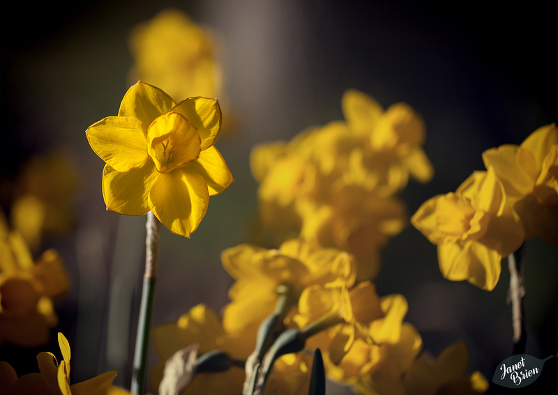 287/366: Last Day For a Lovely Daffodil