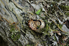 Pilz an der Weide