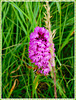 Orchidée sauvage: Orchis pyramidal