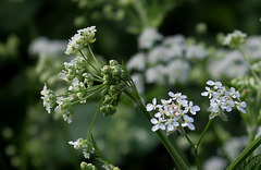 Anthriscus sylvestris  (5)