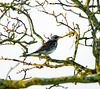 Fieldfare