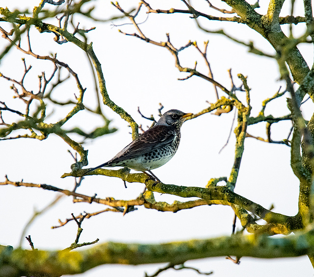 Fieldfare