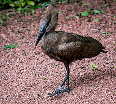 Hammerkop2