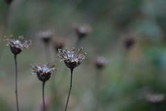 DSCF4573