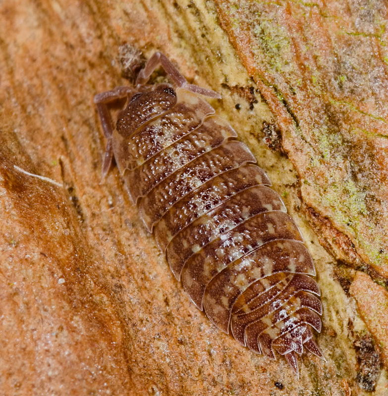 Woodlouse IMG 7149