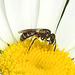 20200609 8299CPw [D~LIP] Insekt, Bad Salzuflen
