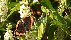 Red Admiral butterfly on Laurel.