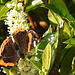 Red Admiral butterfly on Laurel.