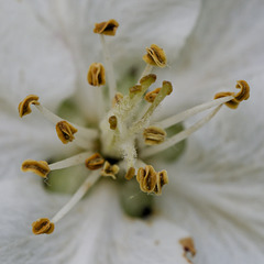die letzte Apfelblüte