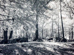 Hünengrab im Wald Hünengrab im Wald